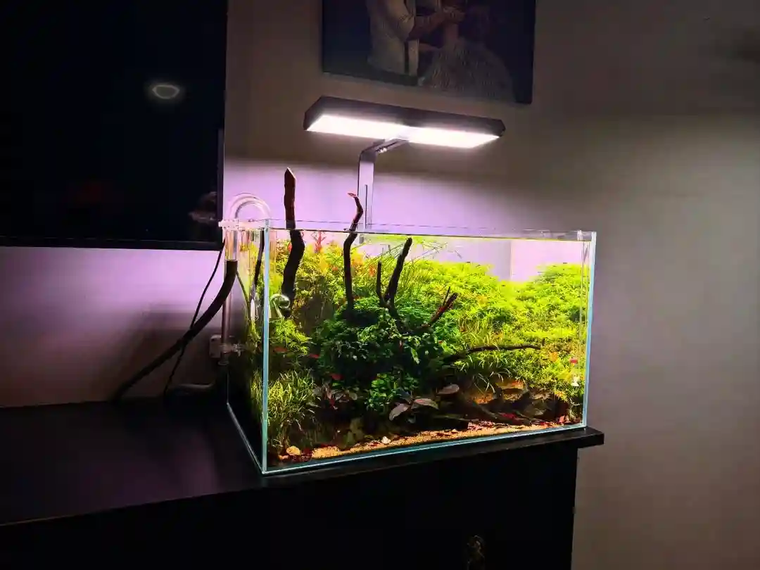 15 Beginner Aquarium Checklist