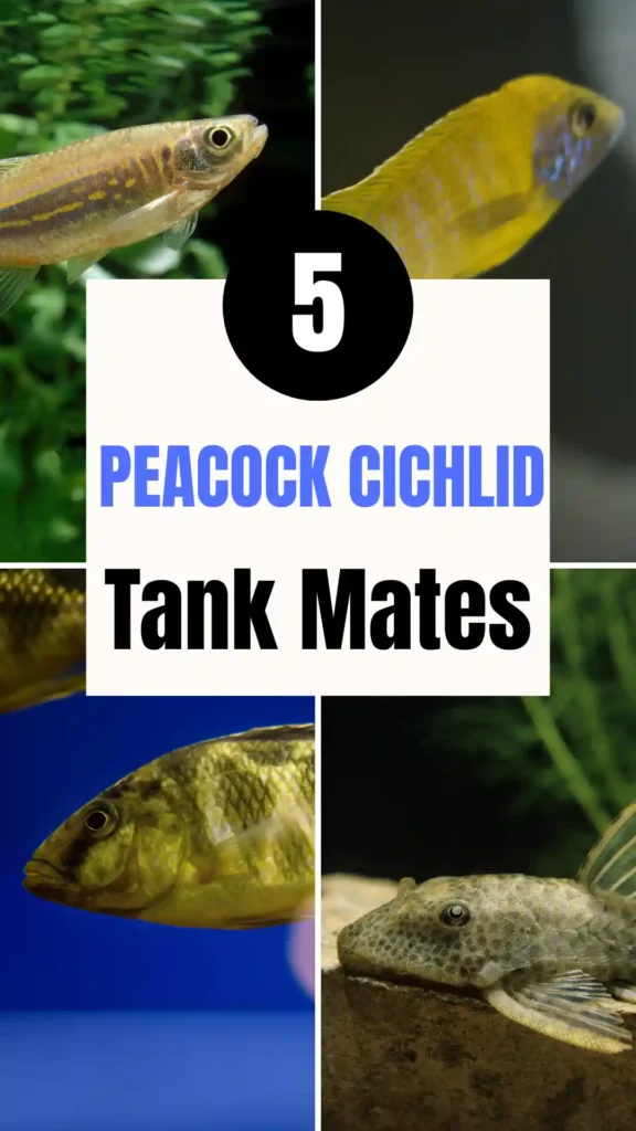 5 Peacock Cichlid Tank Mates