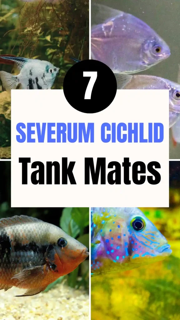 7 Severum Cichlid Tank Mates