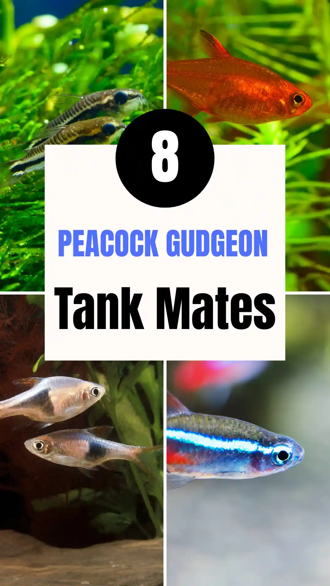 8 Peacock Gudgeon Tank Mates