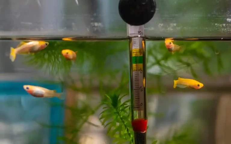 Algae Control Hacks