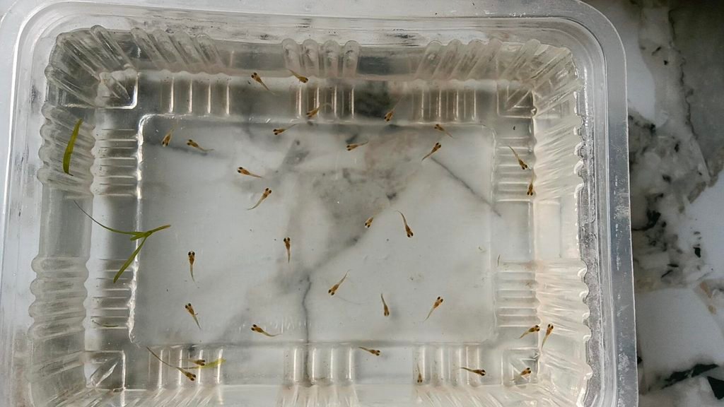 Guppy Fry Care Guide