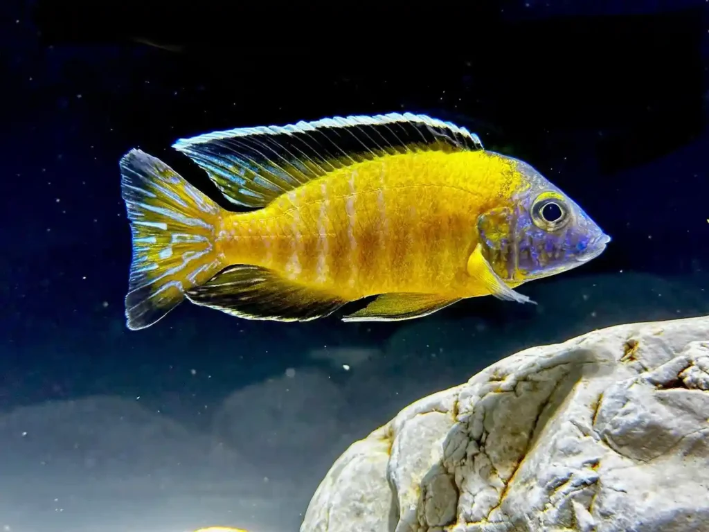 Haplochromis Cichlids