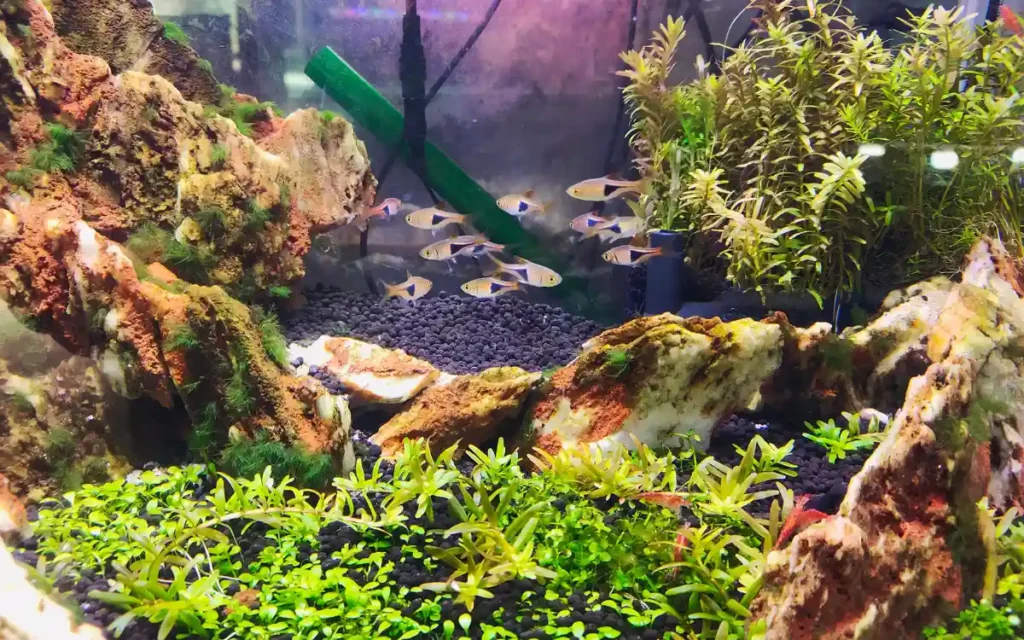 How-to-Add-CO2-to-an-Aquarium