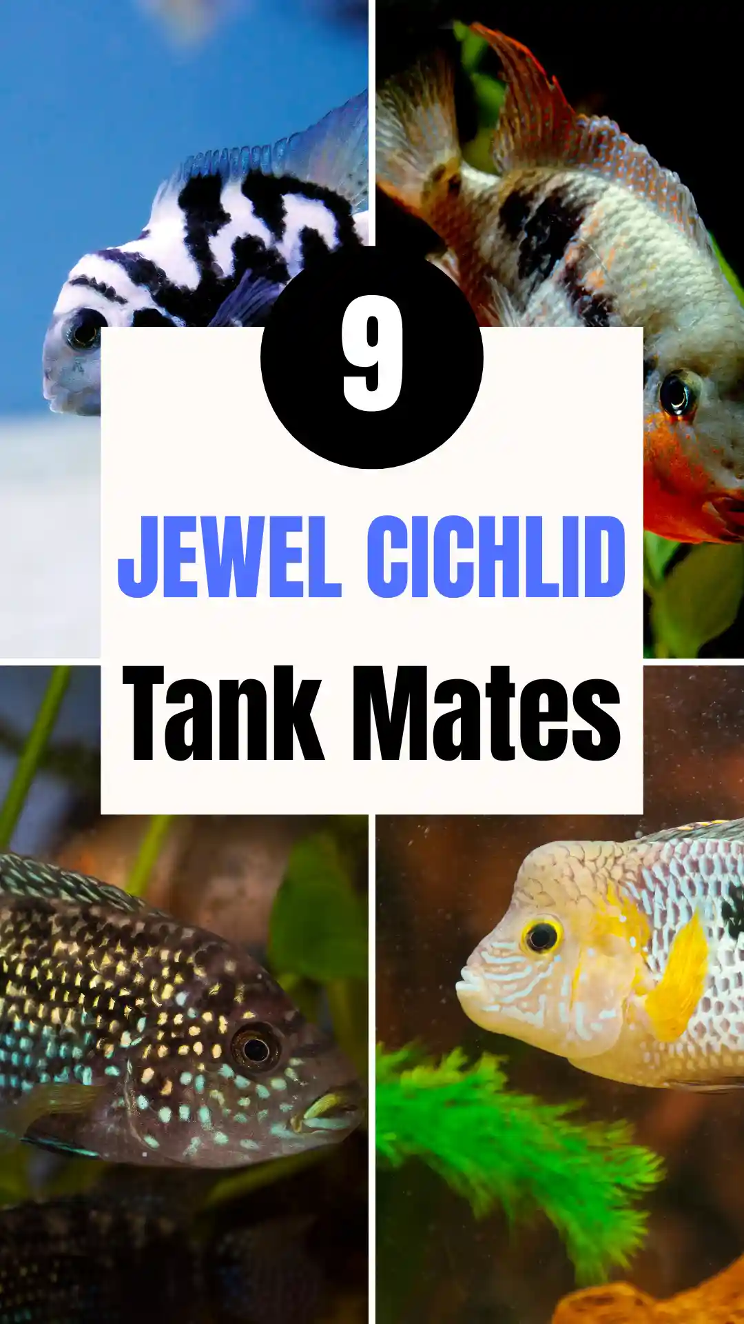 9 Jewel Cichlid Tank Mates