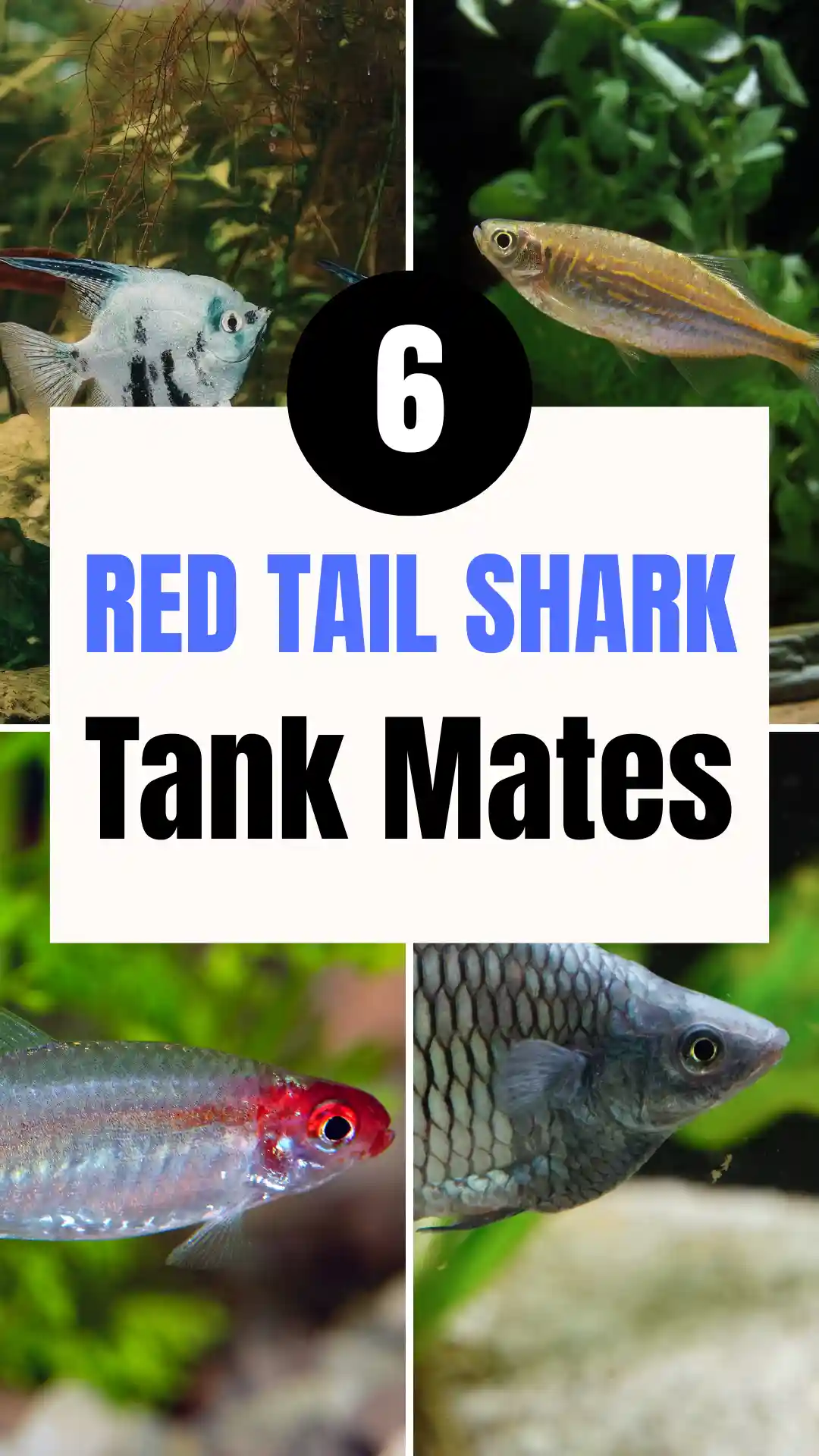 6 Red Tail Shark Tank Mates