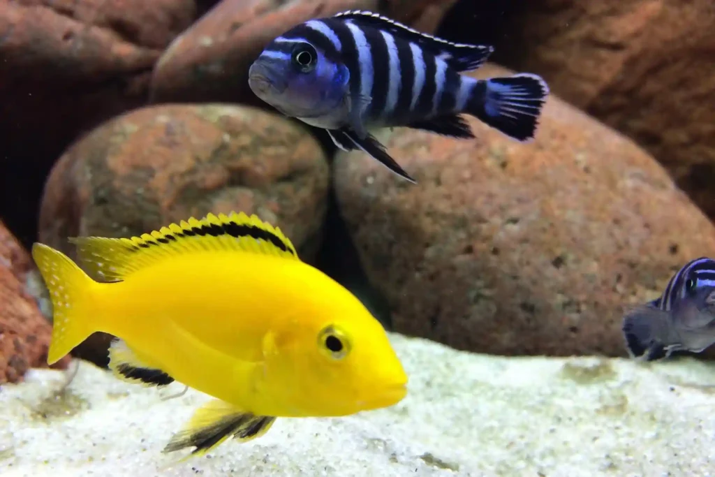 Yellow Lab Cichlids