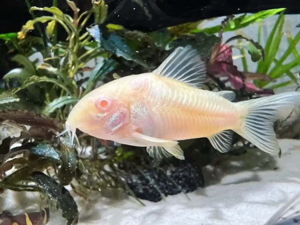 Albino Corydoras