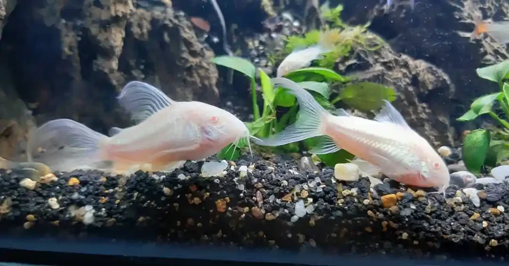Albino Corydoras s