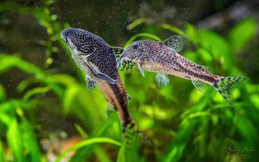 Banded corydoras h