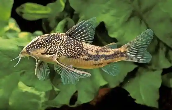Banded corydoras