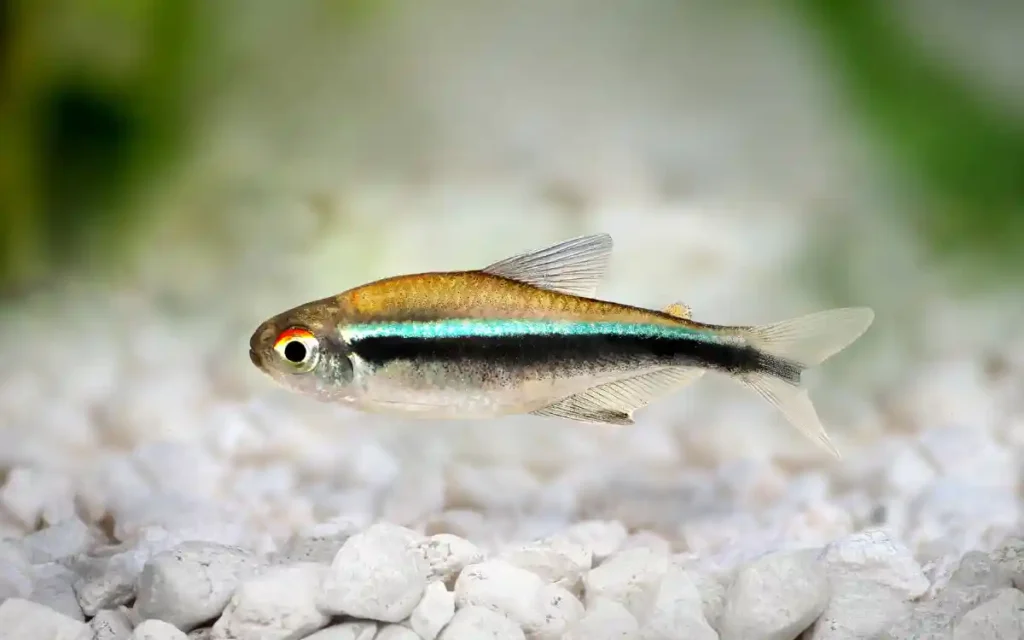 Black Neon Tetra Care