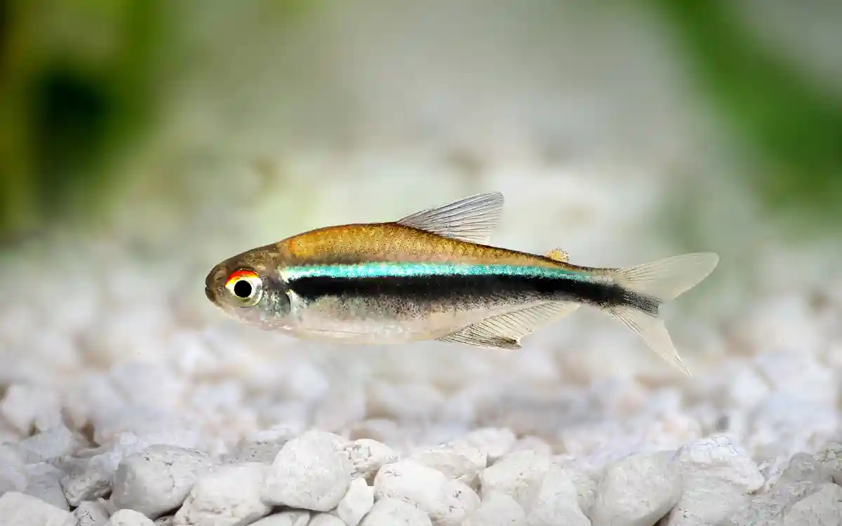 Black Neon Tetra Care