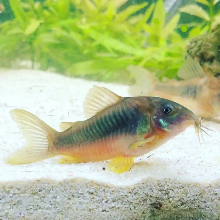 Bronze Cory