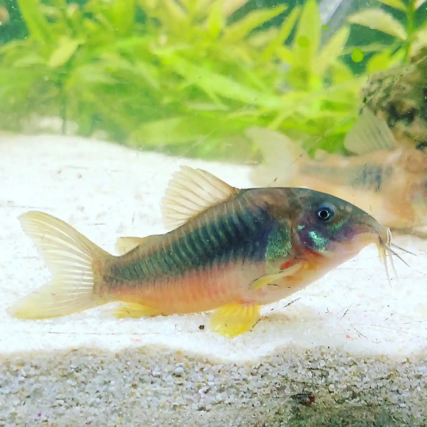 Bronze Cory