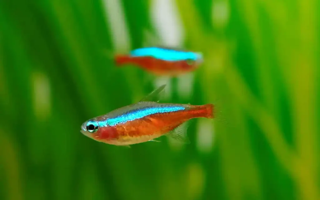 Cardinal Tetra Care