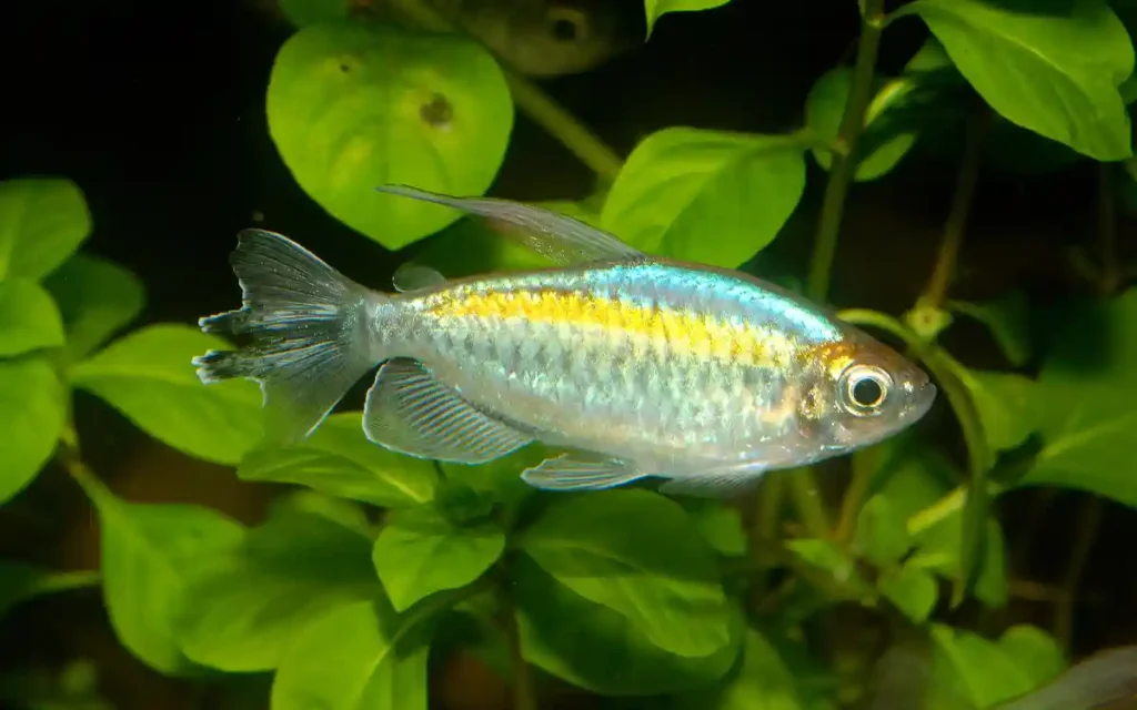 Congo Tetra Care Guide