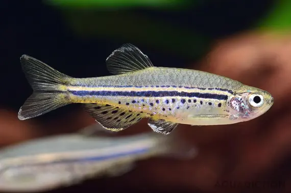 Dwarf Spotted Danio