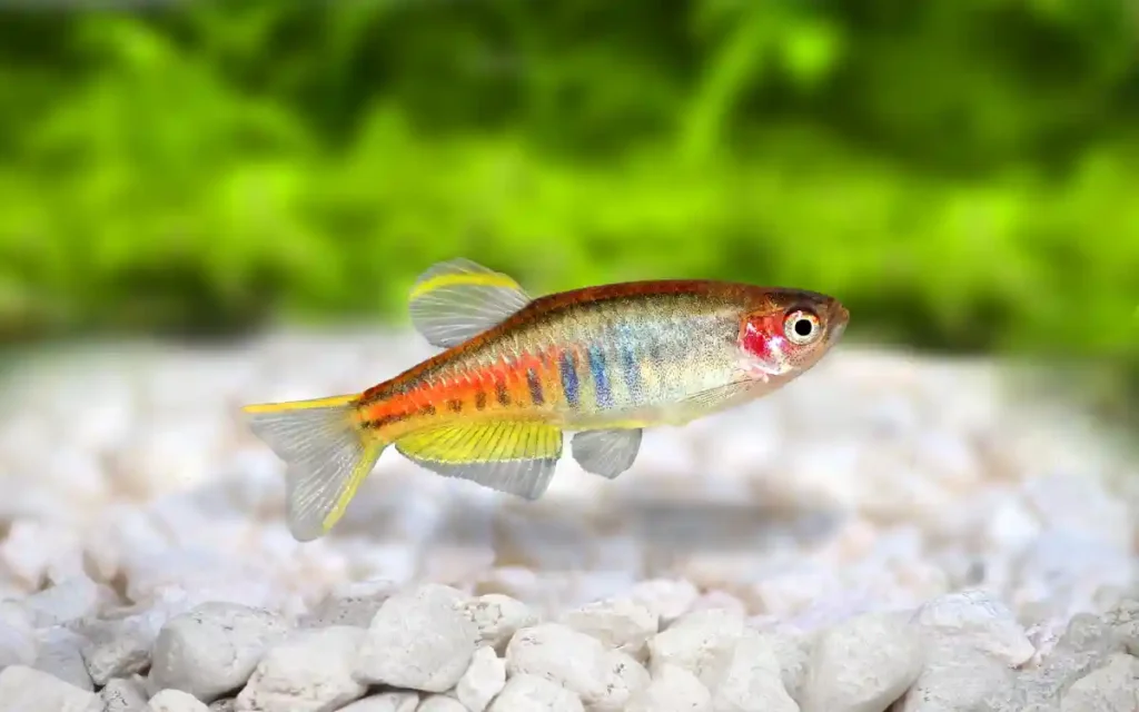 Glowlight Danio