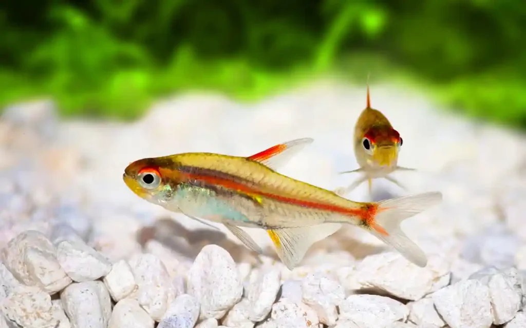 Glowlight Tetra Care Guide