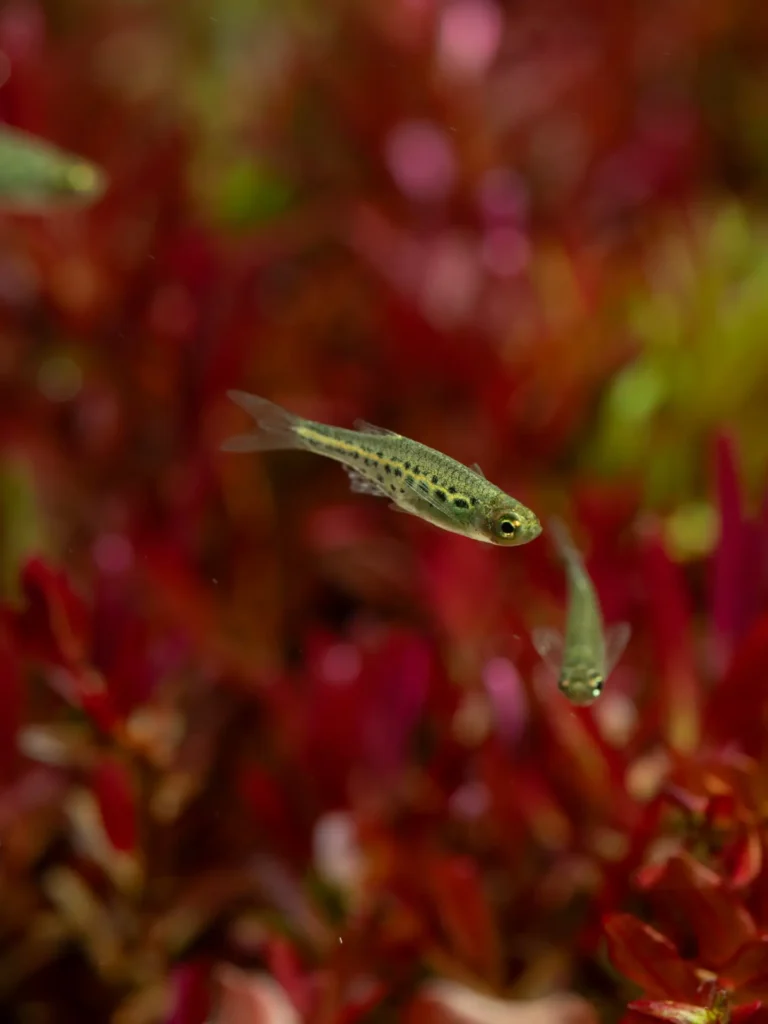 Gold Ring Danio