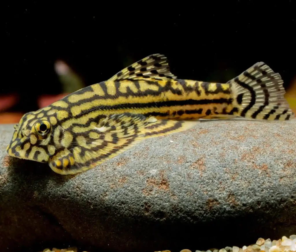 Hillstream loach s