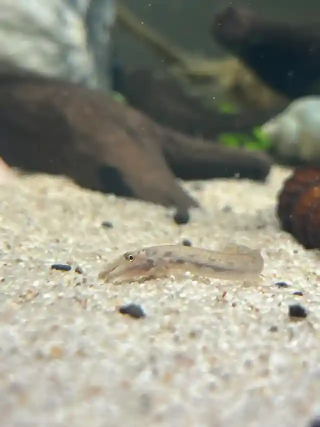 Horseface Loach eating