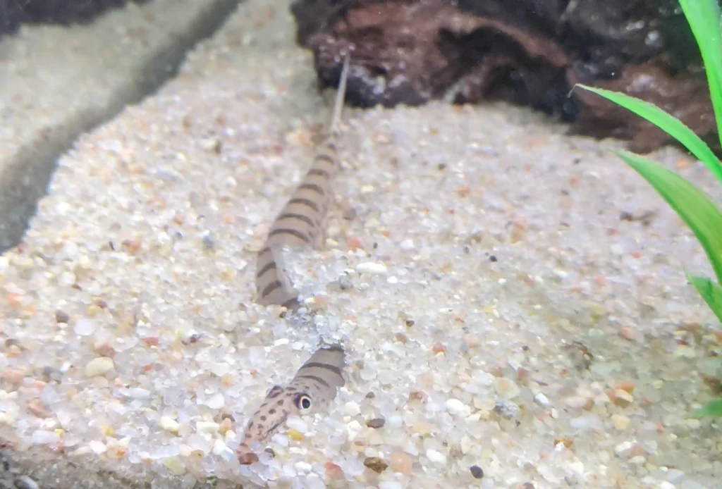 Horseface Loach hiding