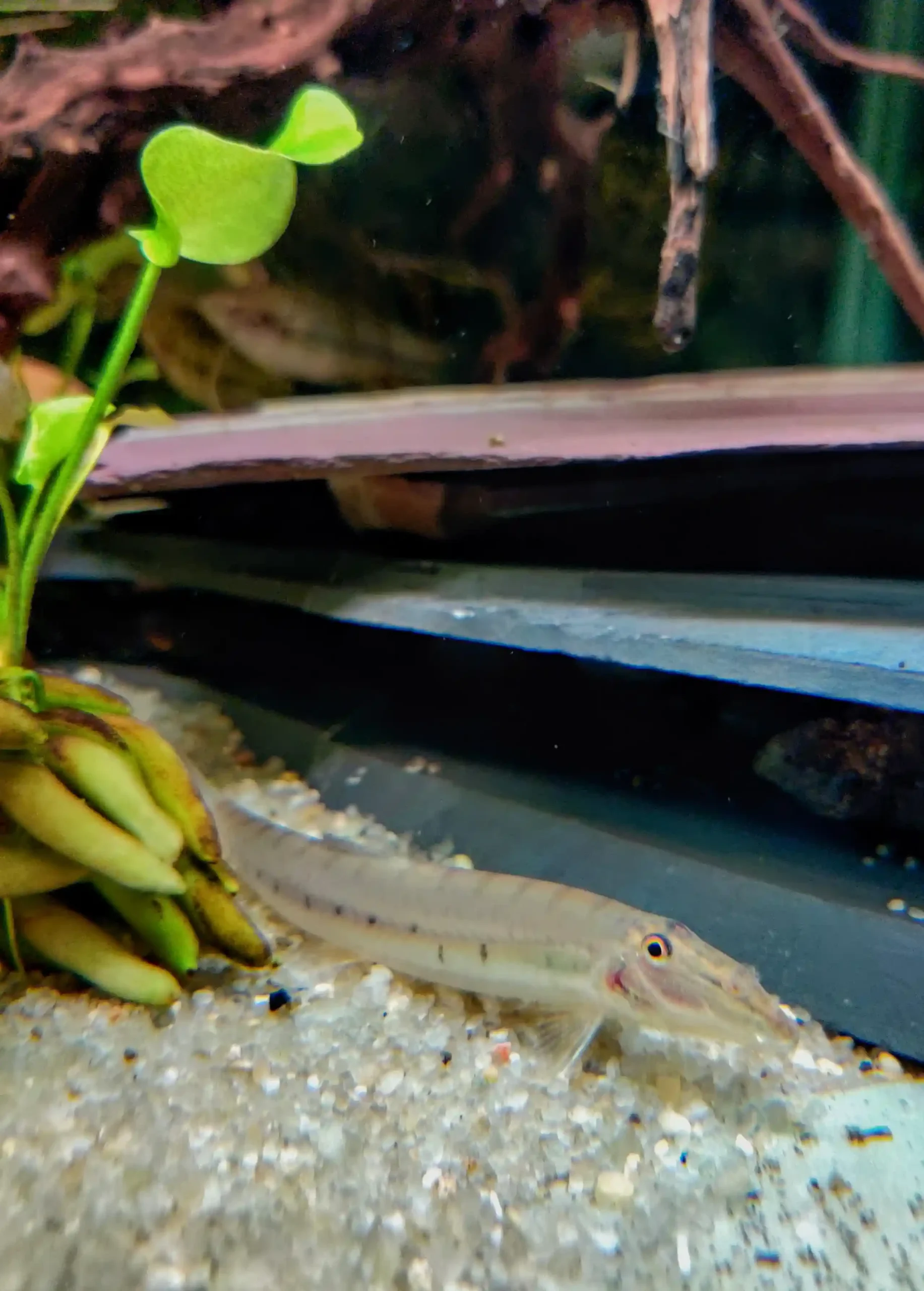 Horseface Loach Care Guide