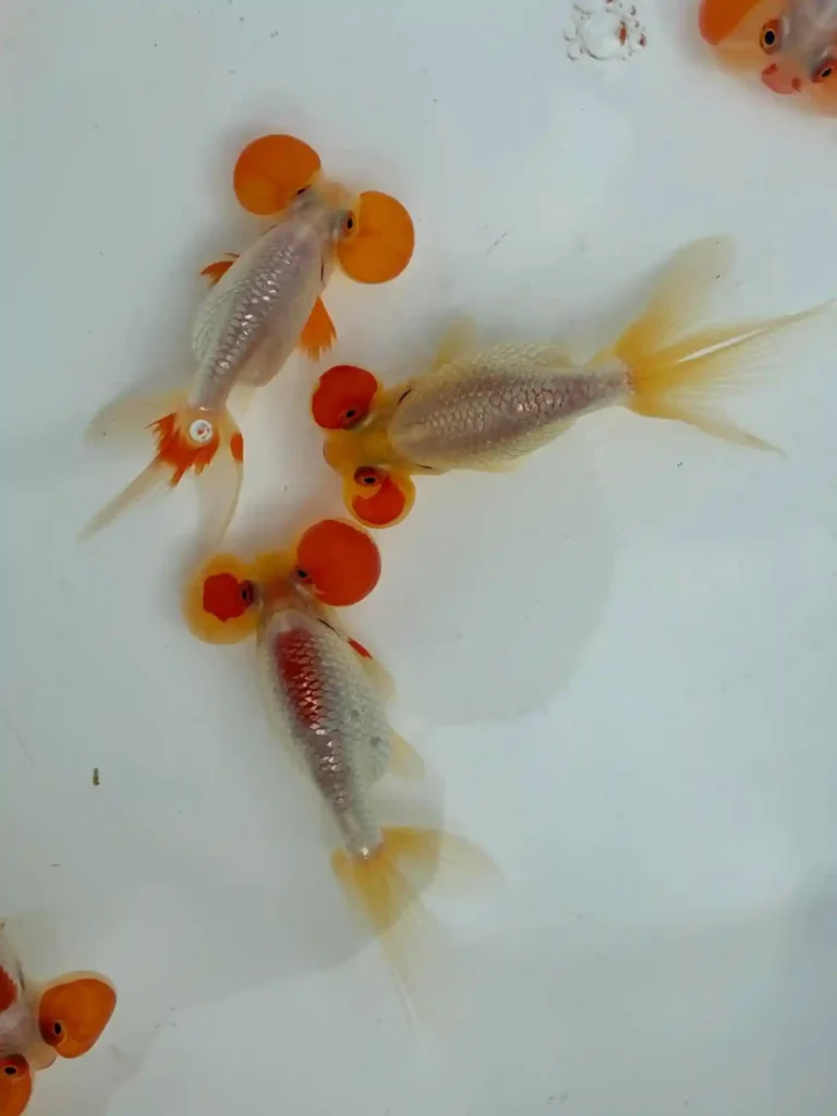 Lionhead Goldfish
