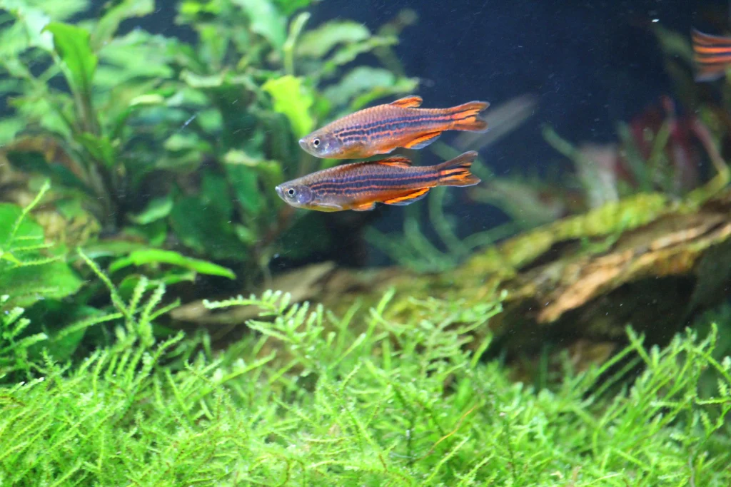 Orange Finned Danio
