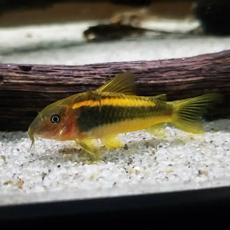 Orange Laser Cory Care Guide (Corydoras sp. “Orange Laser”)