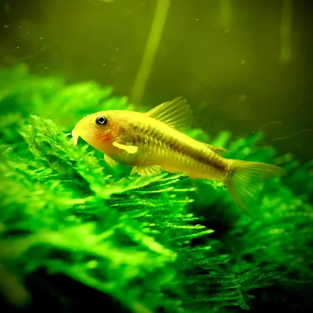 Orange Laser Cory s