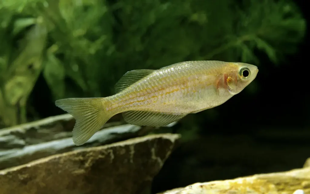Pearl Danio