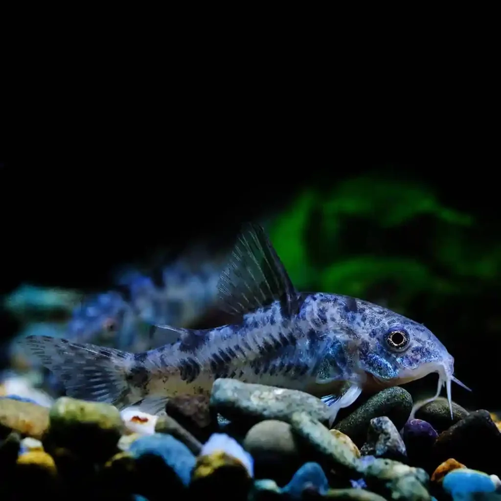 Peppered Cory