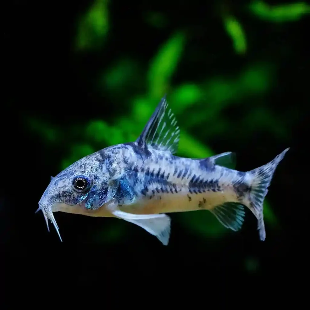 Peppered Cory guide d