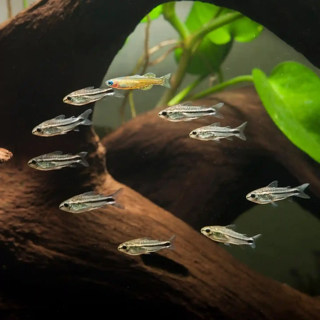 Pygmy cory group