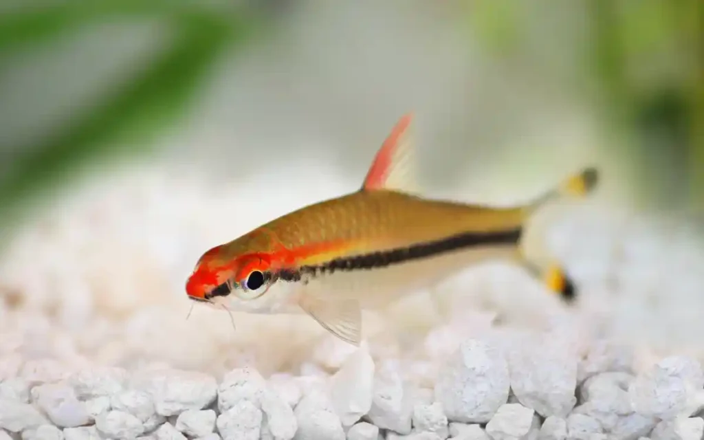 Roseline Shark Danio