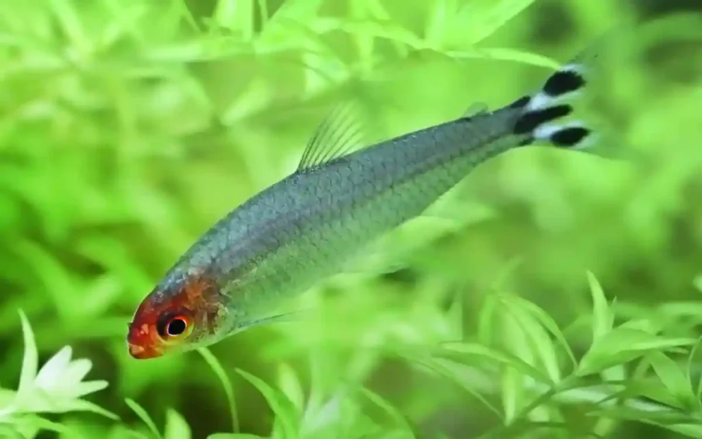 Rummy Nose Tetra Care