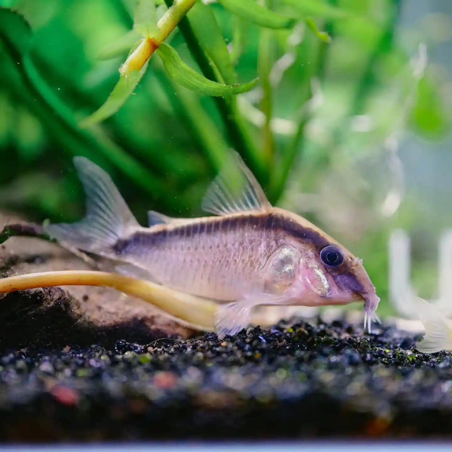 Skunk Cory