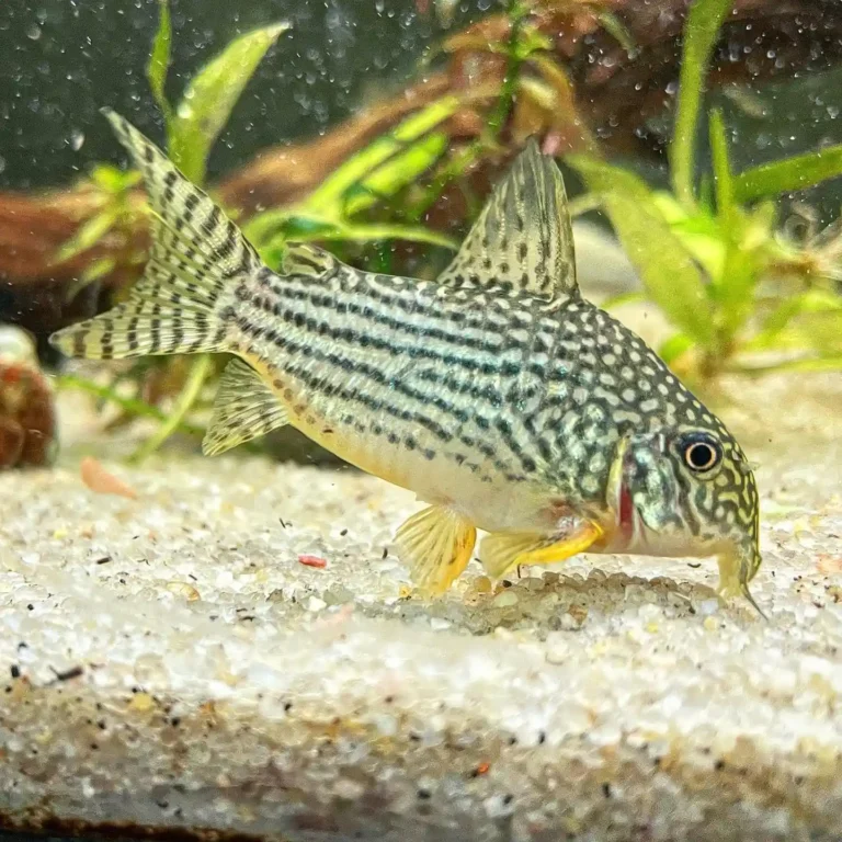 Sterbai Cory Care Guide (Corydoras sterbai)