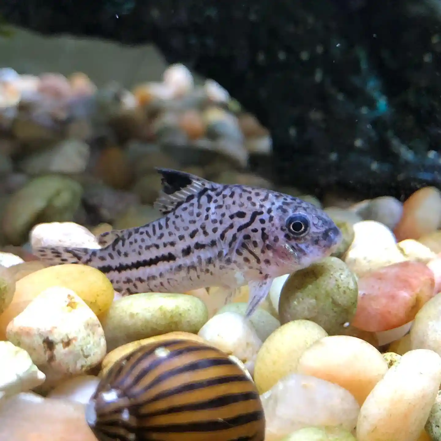 Three Stripe Cory
