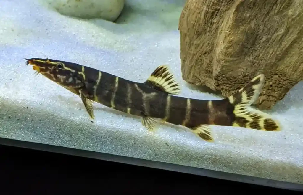 Zebra Loach Care Guide