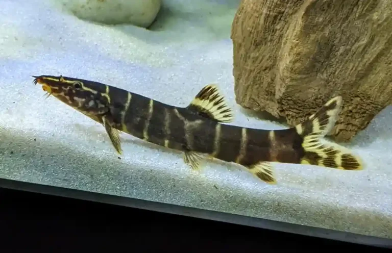 Zebra Loach Care Guide