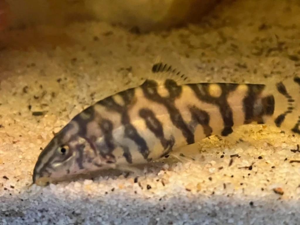 Zebra Loach Care Guide eating