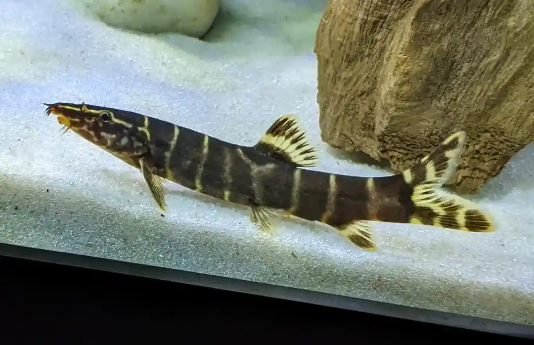 Zebra Loach Care Guide
