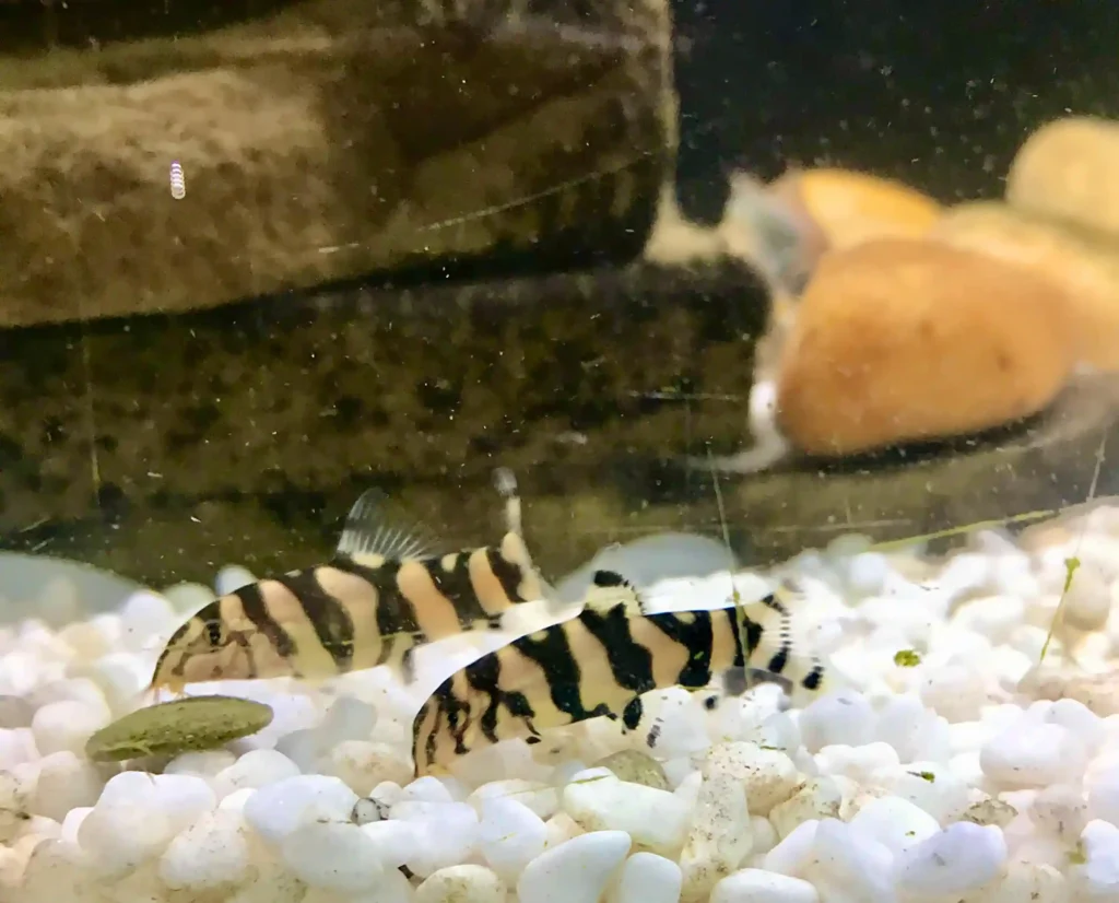Zebra Loach two