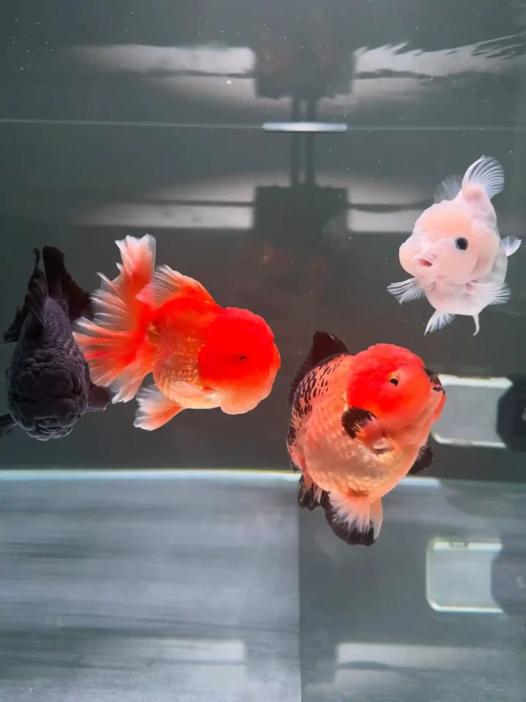 Bubble Eye Goldfish