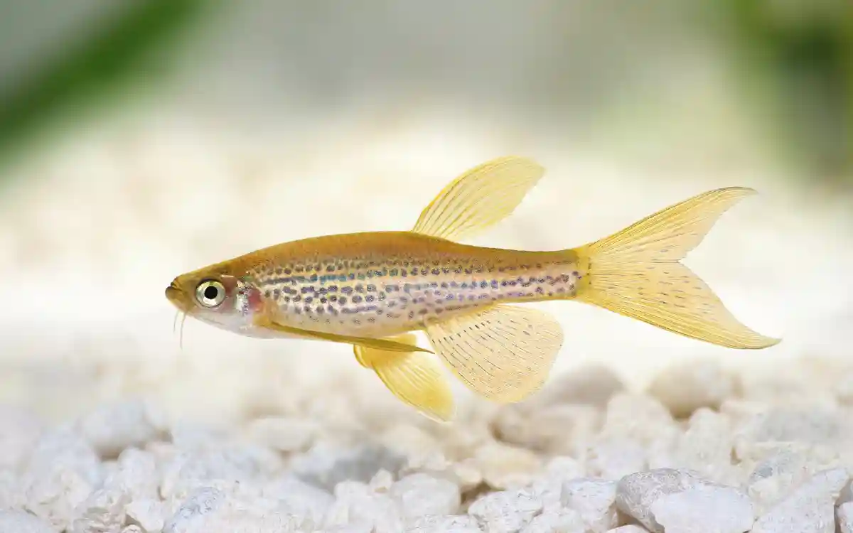 Longfin Leopard Danio