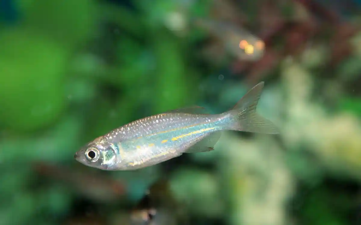 Malabar Danio